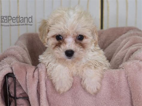 Petland independence photos. Things To Know About Petland independence photos. 